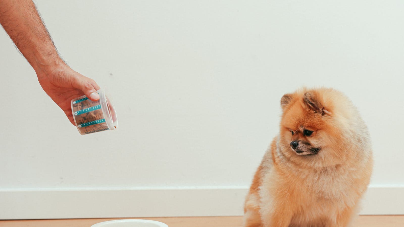 Small dog waiting while a person measures food above a bowl