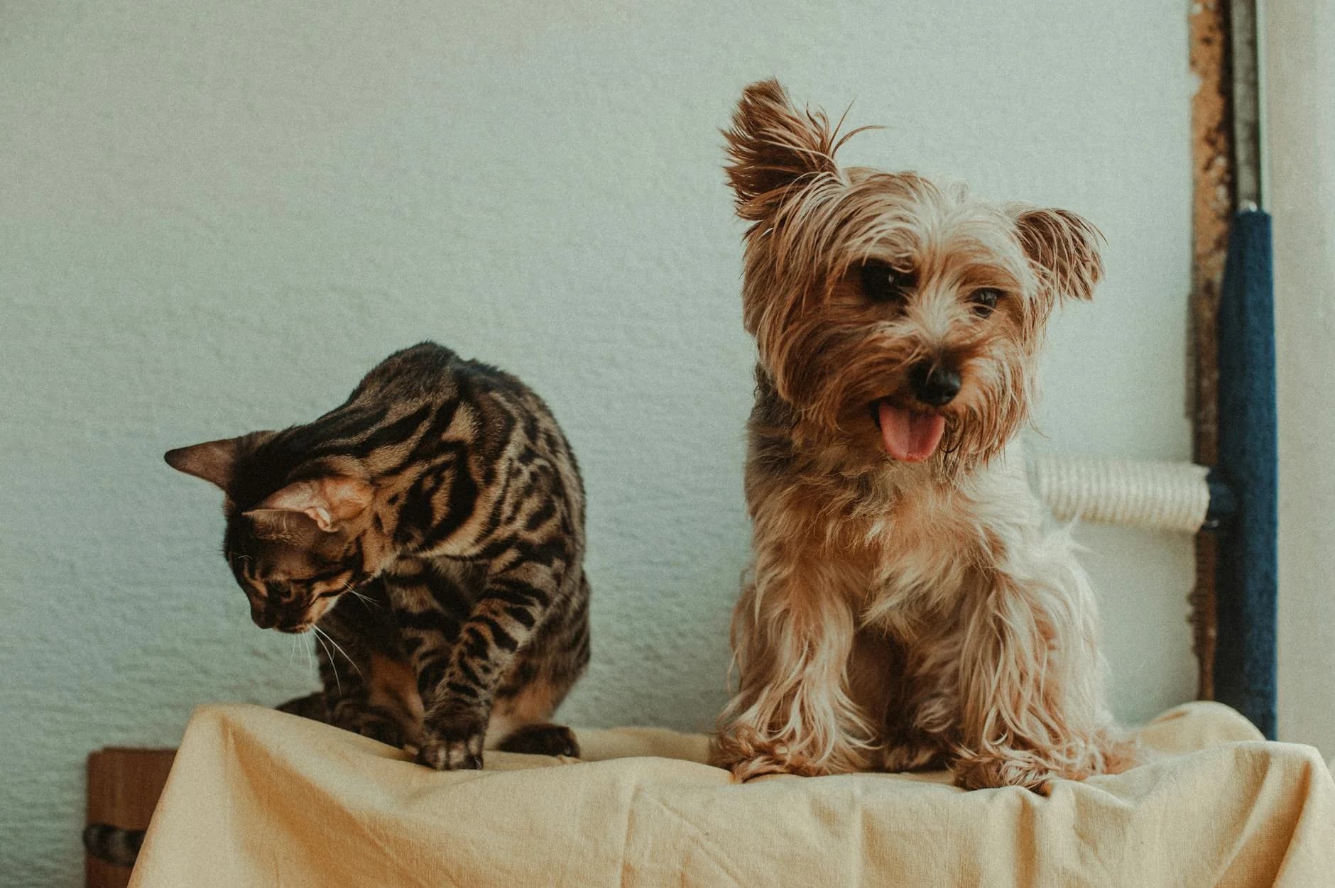 A cat and dog posing together on a blanket indoors
