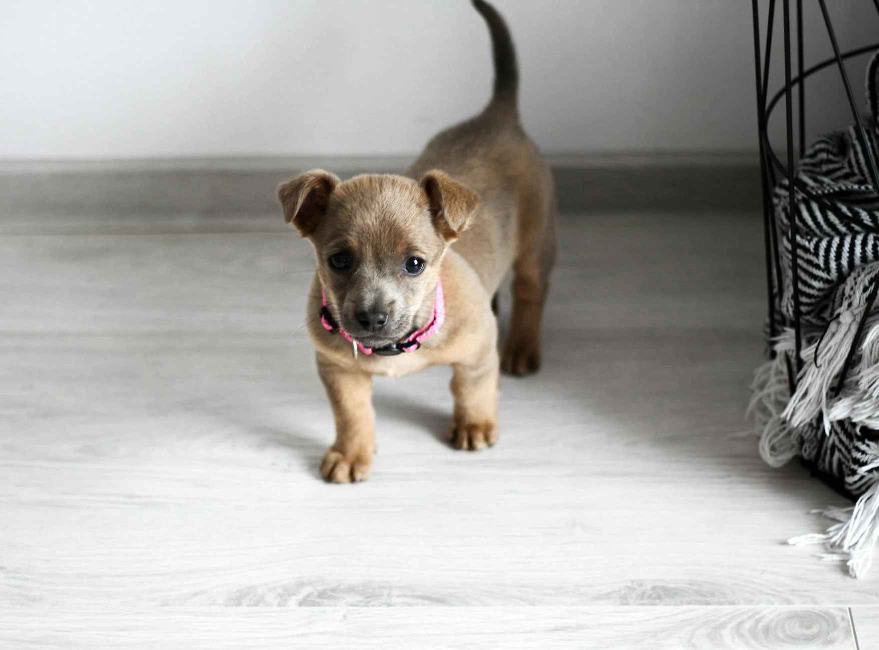 Cute puppy standing on a light wooden floor inside a home