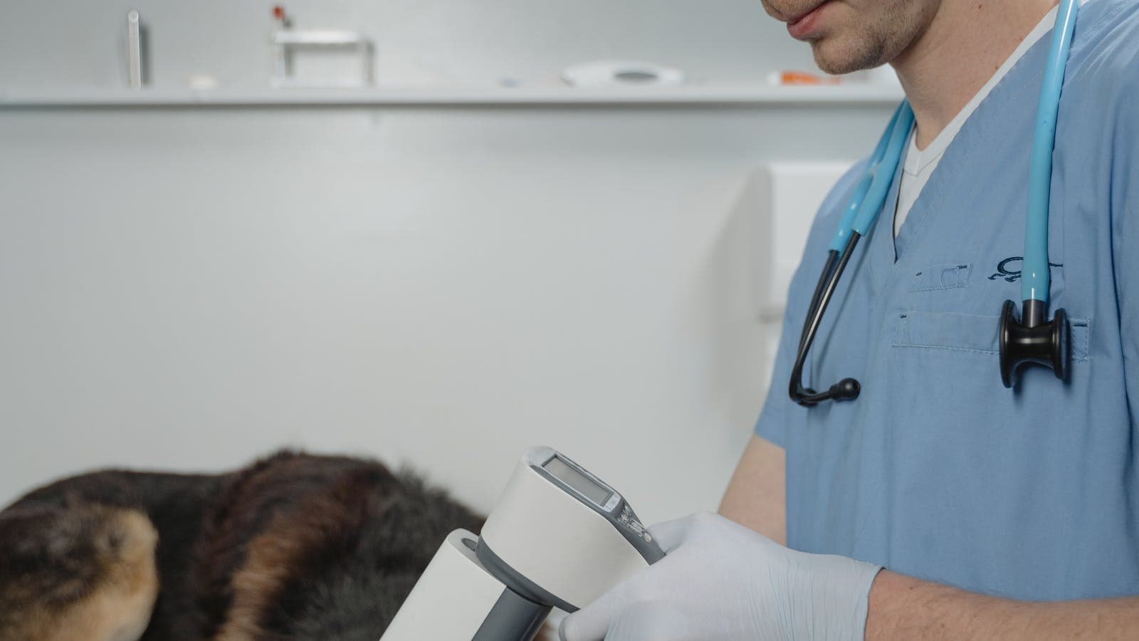 Veterinarian preparing equipment during a dog health check