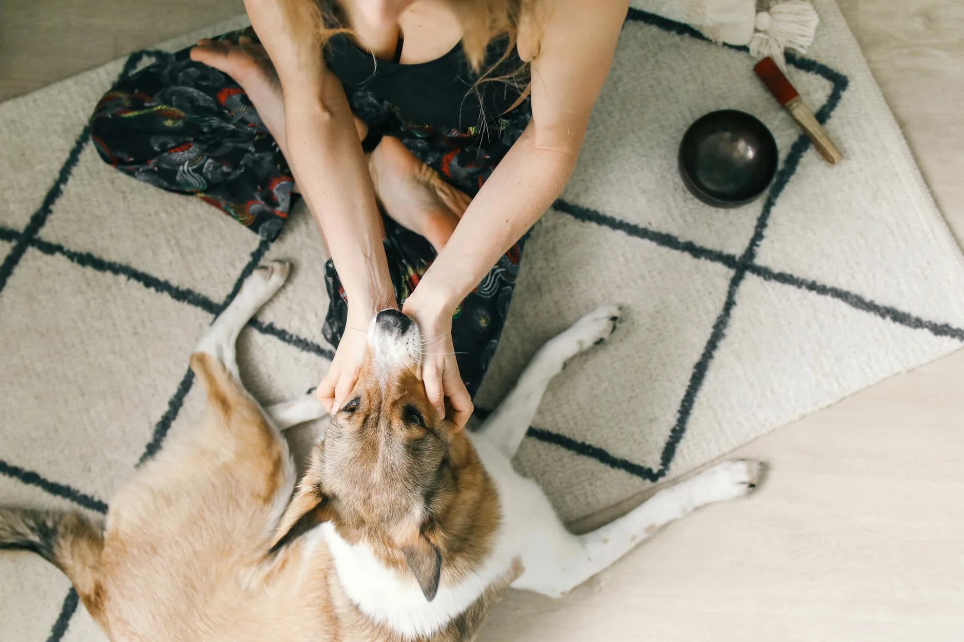 Person gently petting a dog on a cozy rug at home