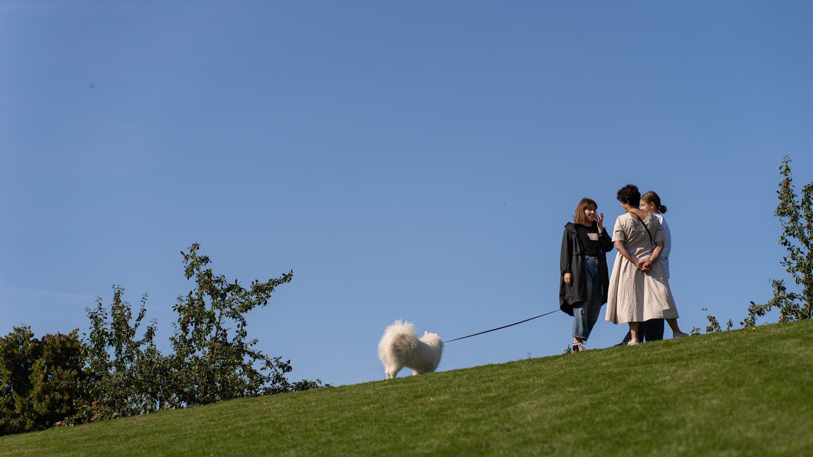 Three people standing on a grassy hill with a dog on a leash