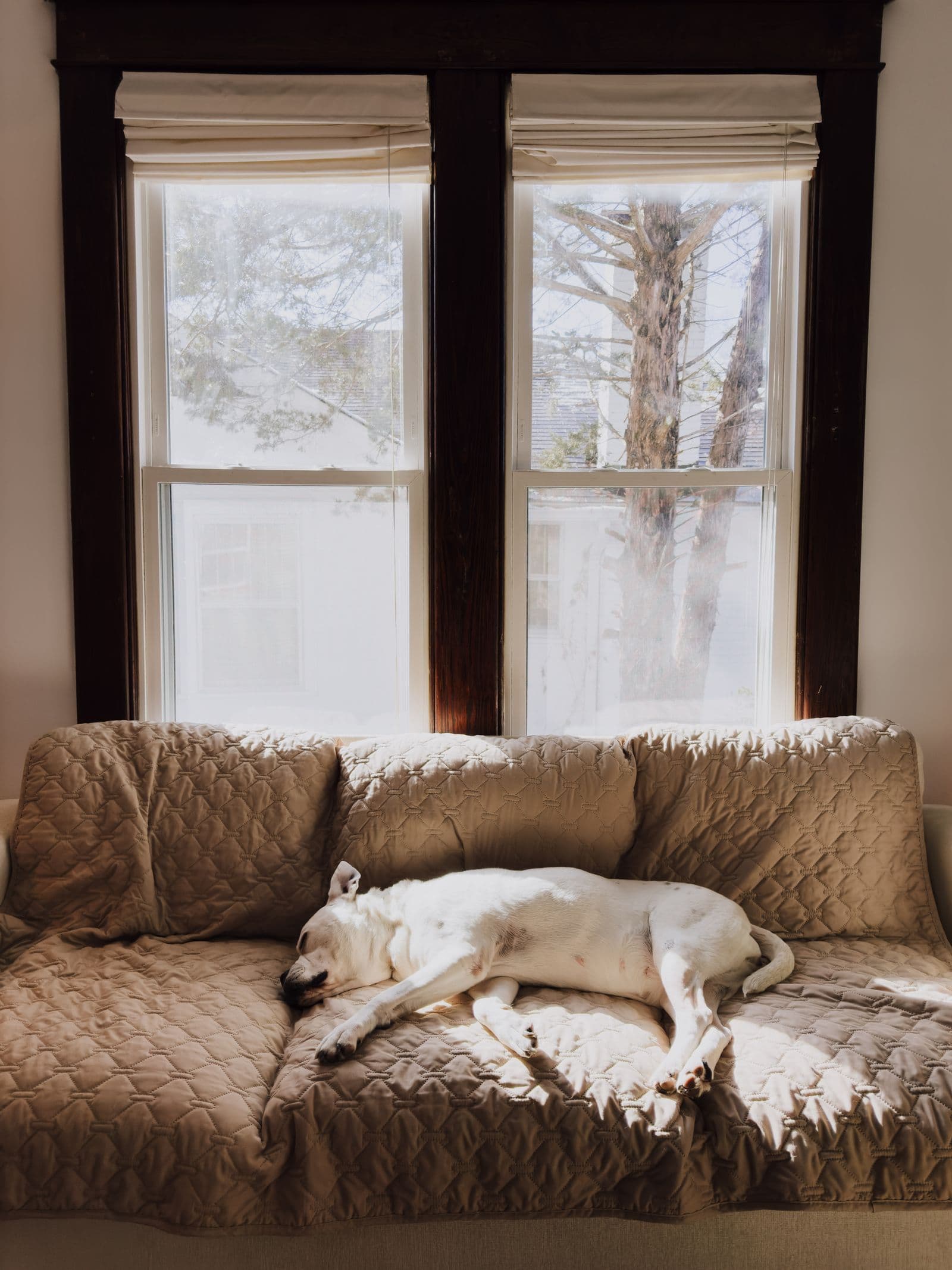 Dog sleeping peacefully on a couch in a sunlit living room