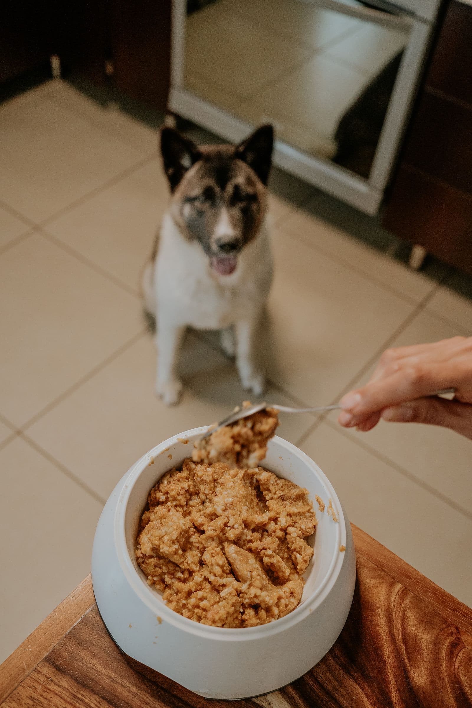 Dog waiting eagerly in the kitchen while a meal is prepared