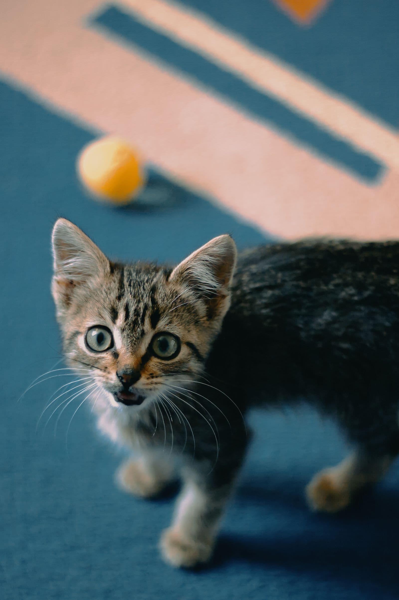Curious tabby kitten playing indoors with a toy