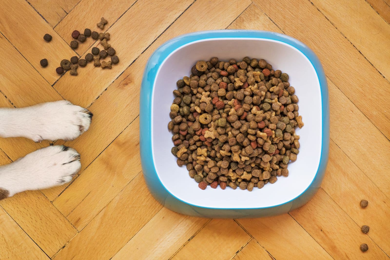 Dog paws next to a full food bowl on a wooden floor